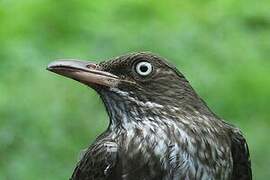 Pearly-eyed Thrasher