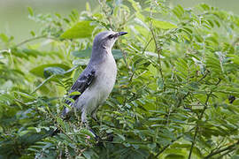 Tropical Mockingbird