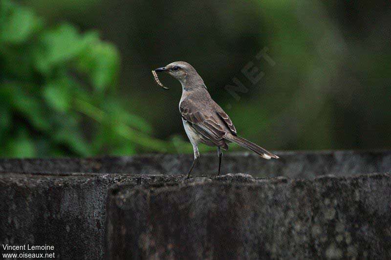 Tropical Mockingbirdadult, feeding habits