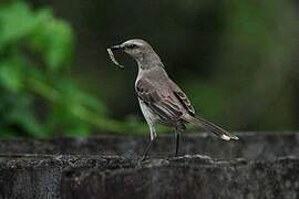 Tropical Mockingbird