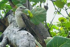 Tropical Mockingbird