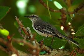 Tropical Mockingbird