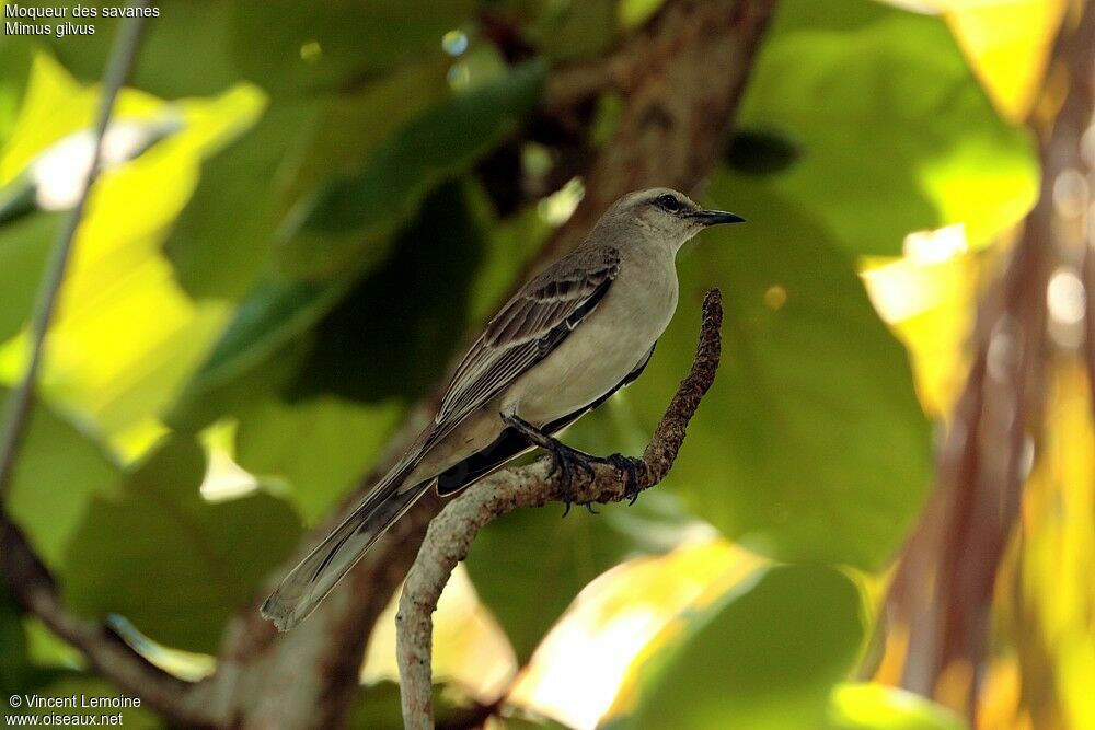 Tropical Mockingbirdadult