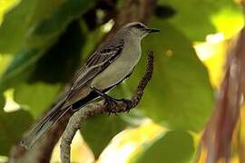 Tropical Mockingbird