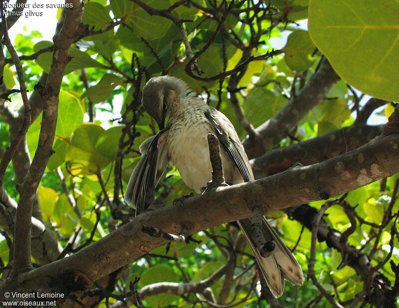 Tropical MockingbirdFirst year