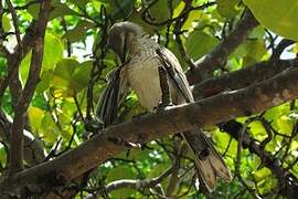 Tropical Mockingbird