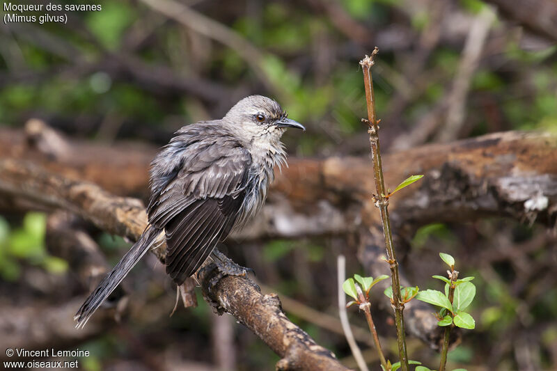 Tropical Mockingbirdadult