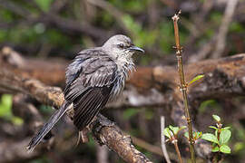 Tropical Mockingbird