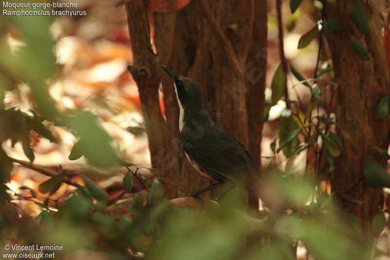 Martinique Thrasher