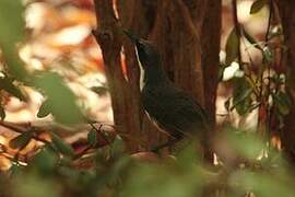 White-breasted Thrasher