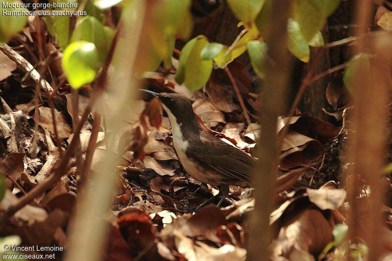 White-breasted Thrasher