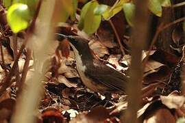 White-breasted Thrasher