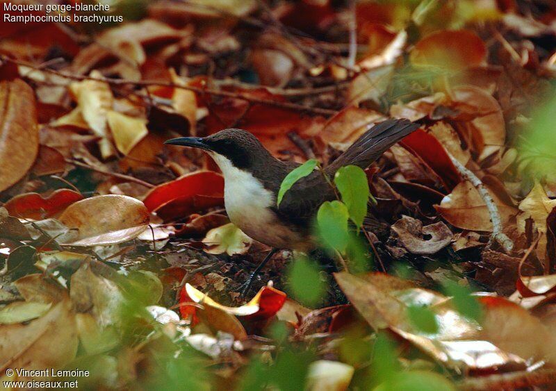Martinique Thrasher