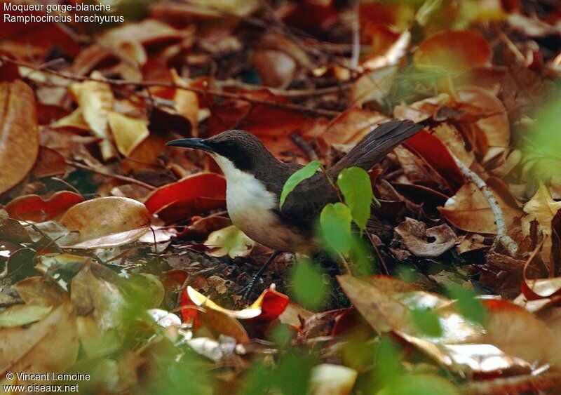 White-breasted Thrasher