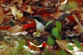 White-breasted Thrasher