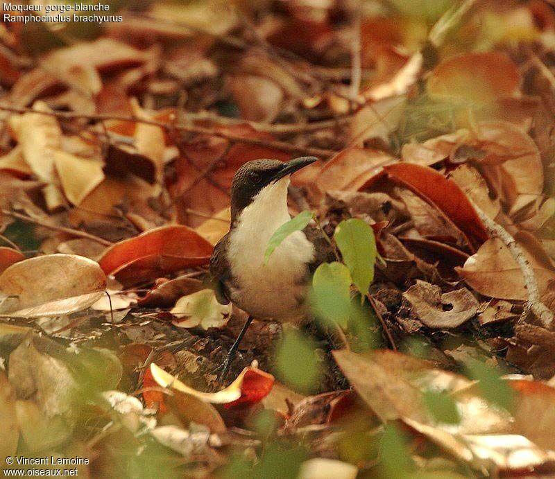Martinique Thrasher
