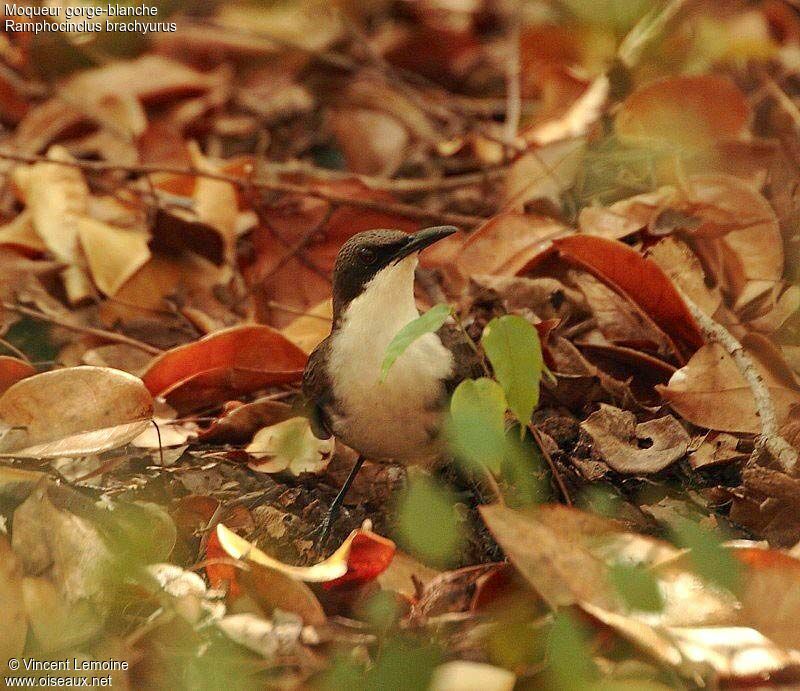 White-breasted Thrasher