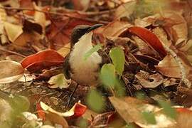 White-breasted Thrasher