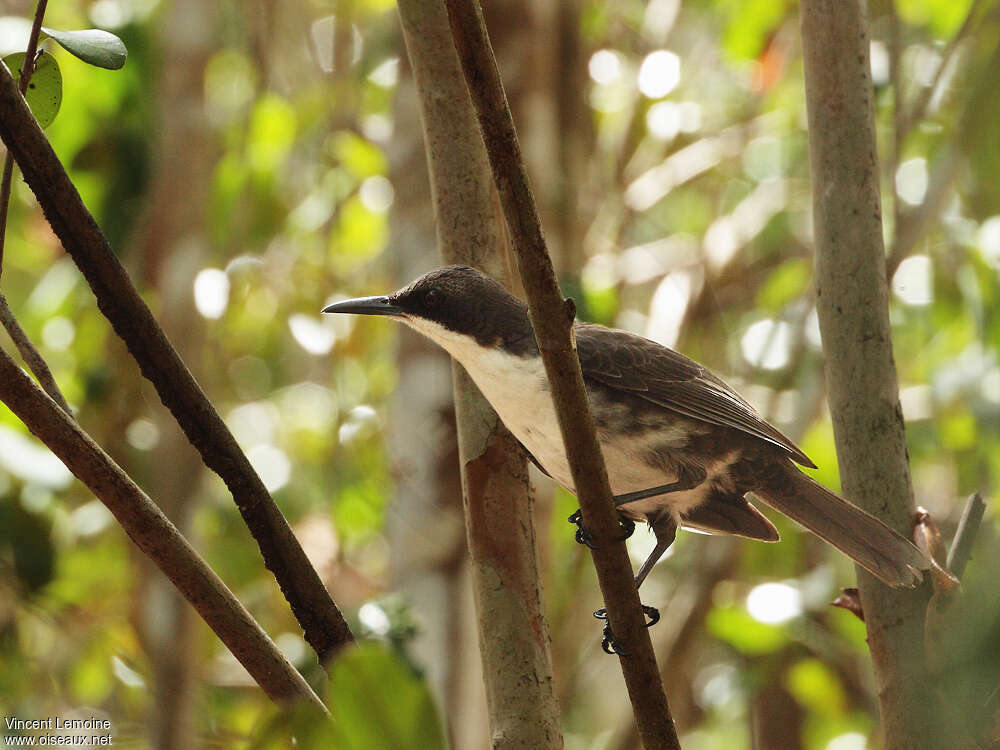 Martinique Thrasheradult, identification
