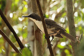 White-breasted Thrasher