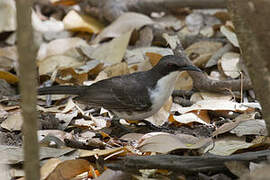 White-breasted Thrasher