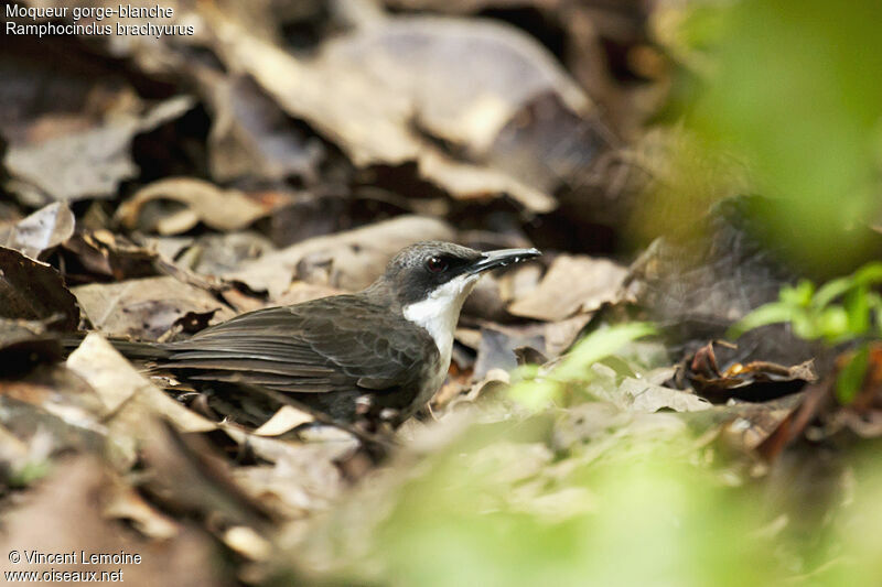 Martinique Thrasher
