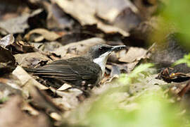 White-breasted Thrasher