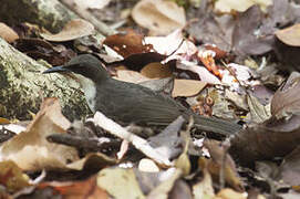 White-breasted Thrasher