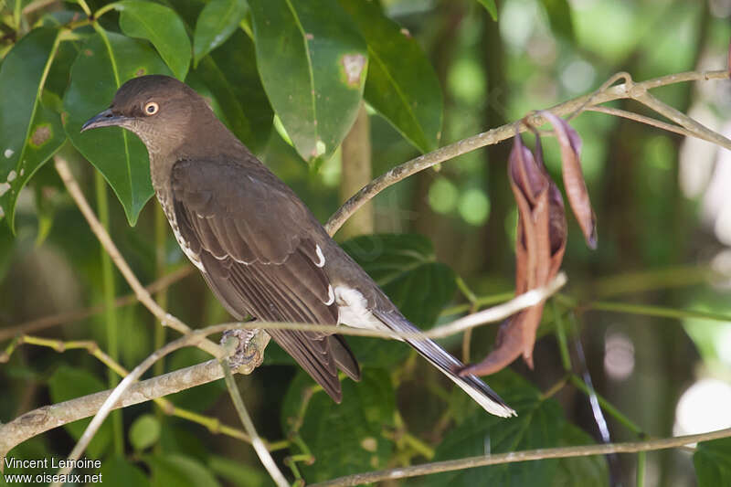 Scaly-breasted Thrasher