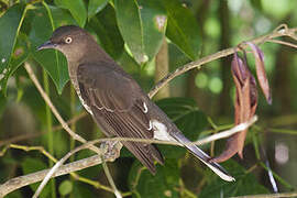 Scaly-breasted Thrasher