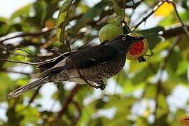 Scaly-breasted Thrasher