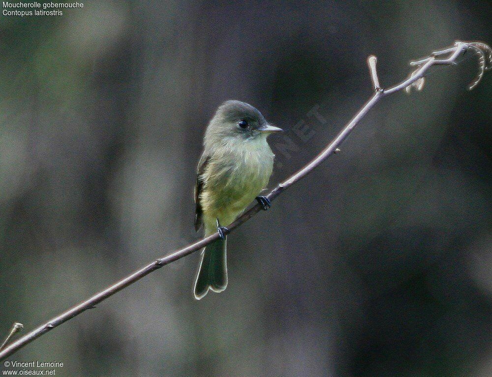 Lesser Antillean Pewee