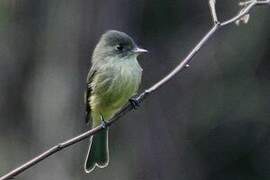 Lesser Antillean Pewee