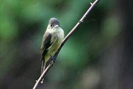 Lesser Antillean Pewee