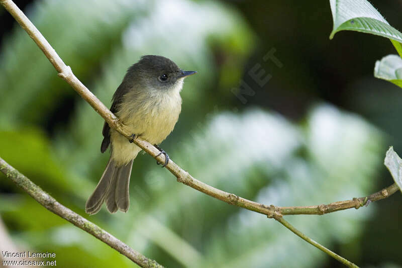 Lesser Antillean Peweeadult