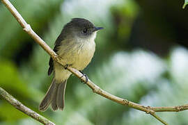 Lesser Antillean Pewee