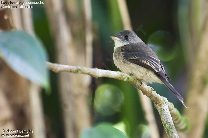 Lesser Antillean Pewee