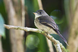 Lesser Antillean Pewee