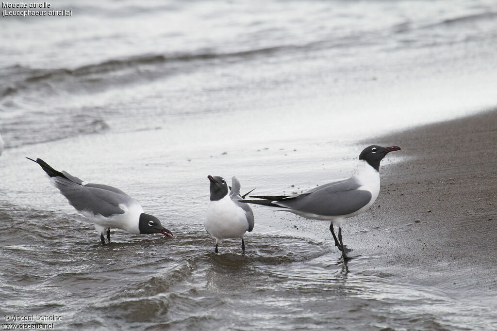 Laughing Gulladult breeding, identification