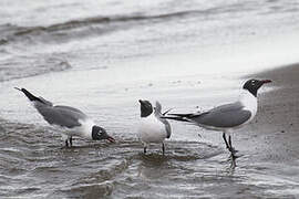 Mouette atricille