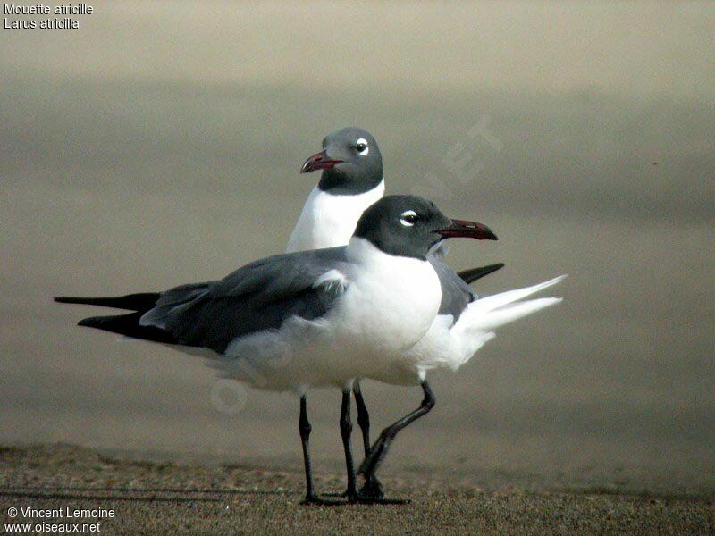 Mouette atricilleadulte internuptial