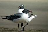 Mouette atricille