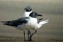 Laughing Gull