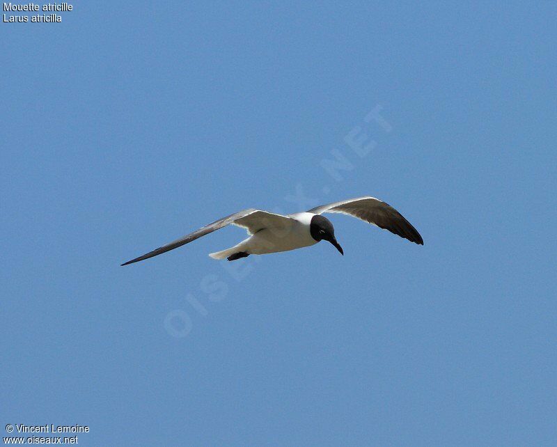 Mouette atricilleadulte nuptial