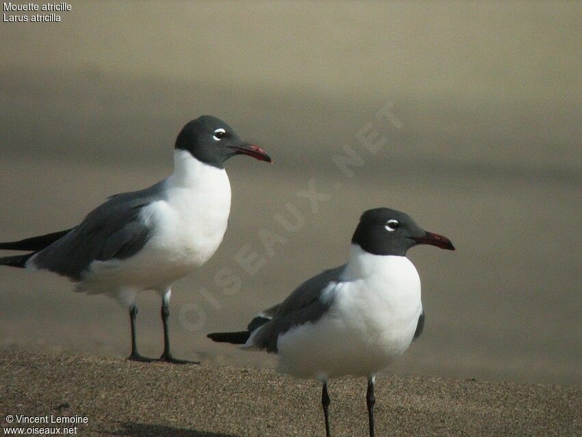 Mouette atricille