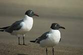 Mouette atricille