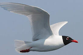 Mediterranean Gull