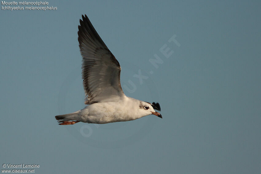 Mediterranean GullSecond year