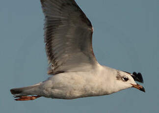 Mouette mélanocéphale