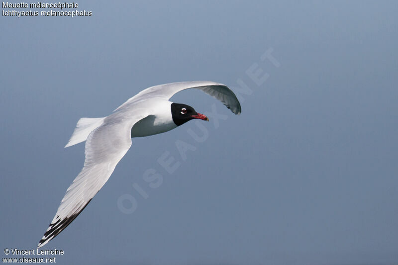 Mediterranean Gulladult breeding